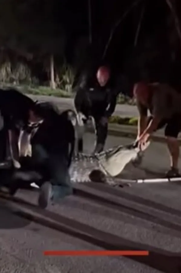 (VIDEO) Neman na putu: Aligator dug vi&scaron;e od četiri metra zaustavio saobraćaj