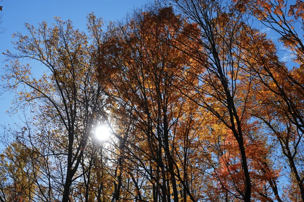 Vremenska porgnoza, ilustracija