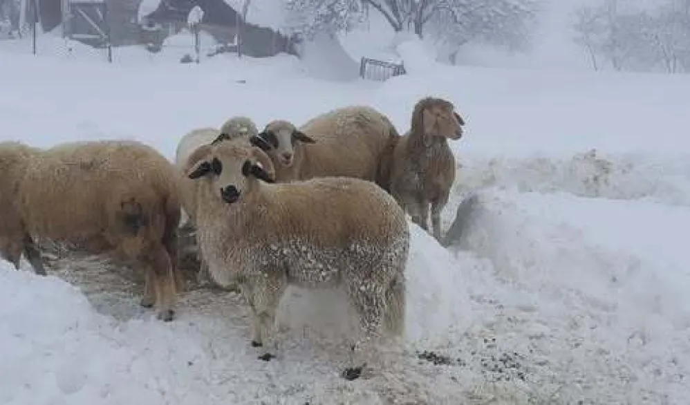 Živković: Zbog nelegalnog uvoza, otkup jagnjadi zapao u ćorsokak