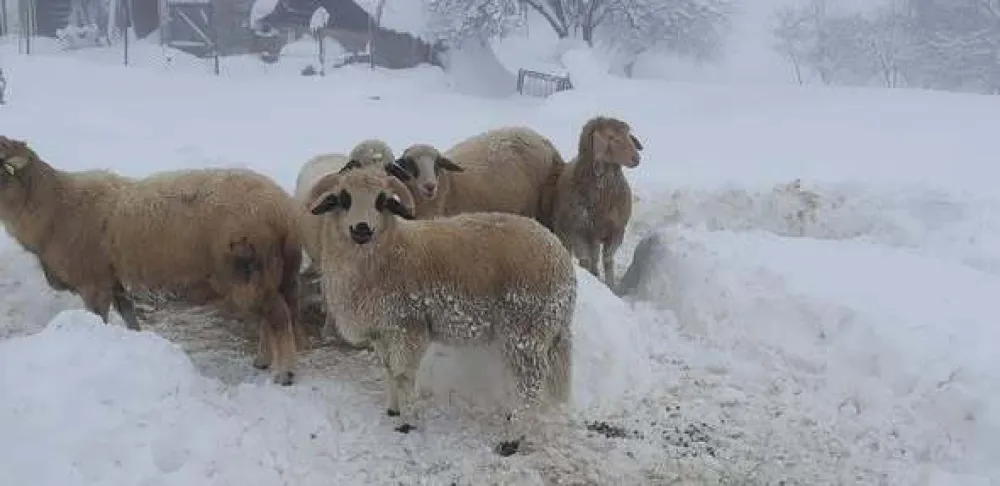Živković: Zbog nelegalnog uvoza, otkup jagnjadi zapao u ćorsokak