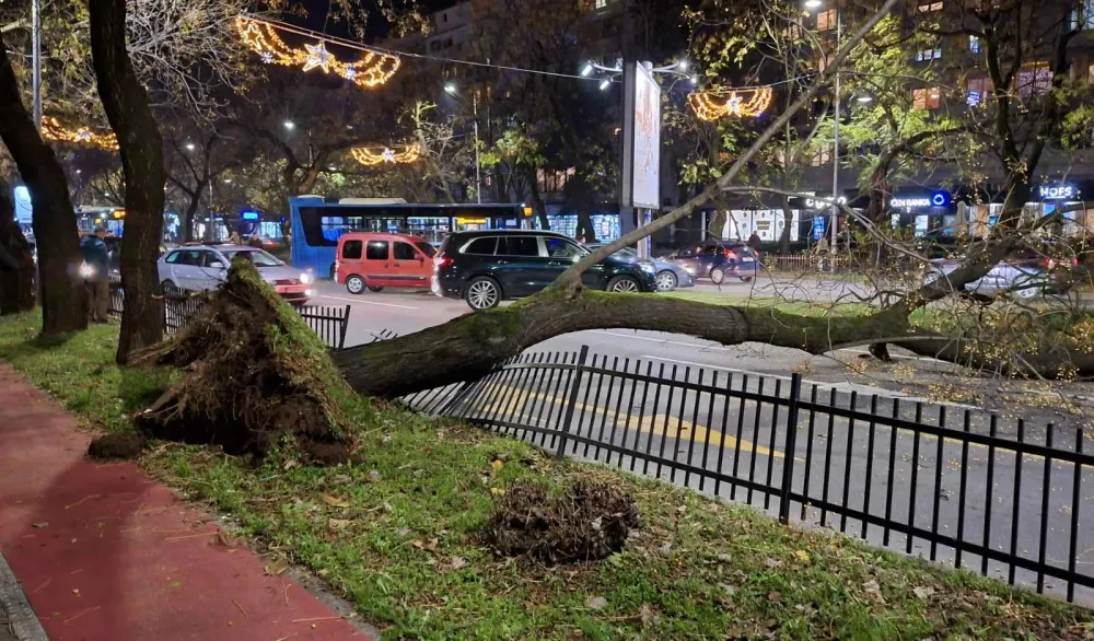 (FOTO/VIDEO) Oboreno stablo na Bul. Svetog Petra Cetinjskog