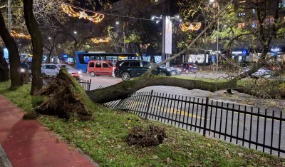 (FOTO/VIDEO) Oboreno stablo na Bul. Svetog Petra Cetinjskog