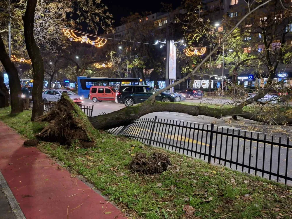 (FOTO/VIDEO) Oboreno stablo na Bul. Svetog Petra Cetinjskog