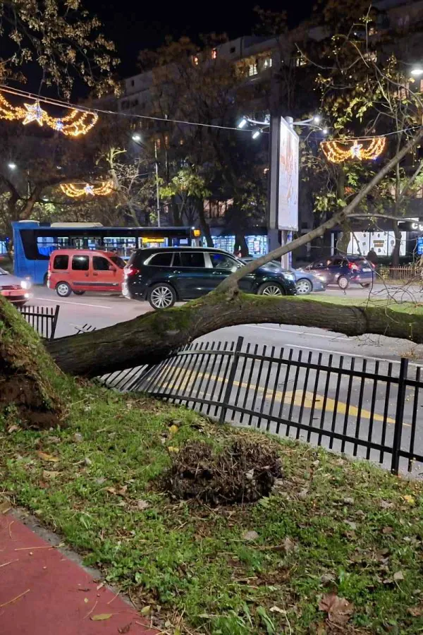 (FOTO/VIDEO) Oboreno stablo na Bul. Svetog Petra Cetinjskog