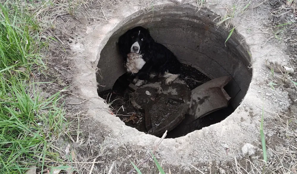 Vatrogasci spasili psa