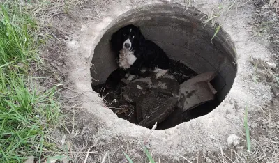 Vatrogasci spasili psa