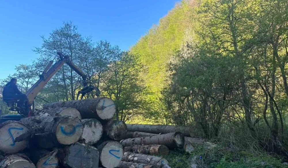 Vlasniku pilane krivična prijava, vr&scaron;io nelegalnu sječu čamove građe na Jelovici