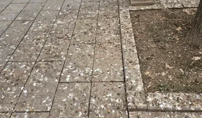 Ptičji izmet prekrio Ulicu slobode u Bijelom Polju