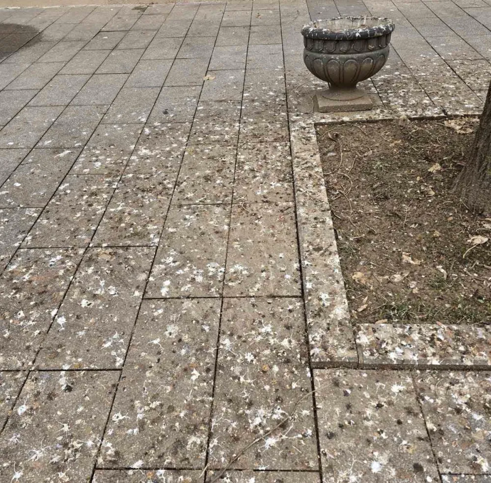 Ptičji izmet prekrio Ulicu slobode u Bijelom Polju