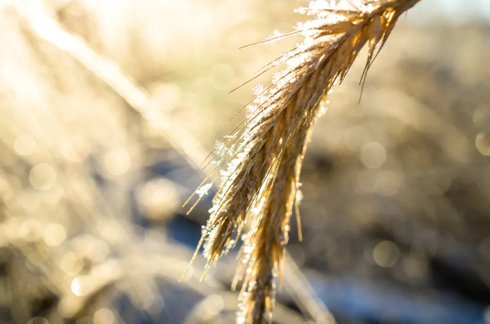 (VIDEO) Sjutra pretežno sunčano, do 18 stepeni