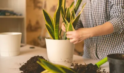 Dim cigareta u kući: Uz ove biljke rije&scaron;ite problem&nbsp;