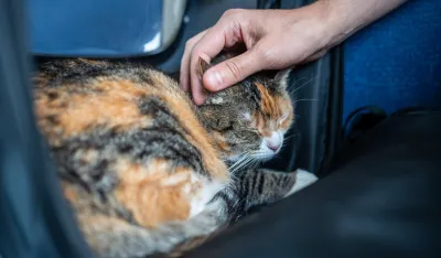 Spasena mačka nakon &scaron;to je putovala 70 kilometara ispod haube automobila