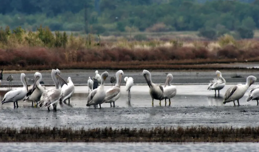 MERS: Usvojena Informacija o uspostavljanju upravljačke strukture Parka prirode "Ulcinjska solana"