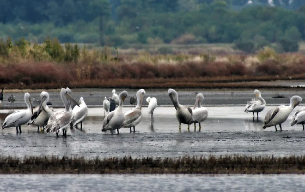 MERS: Usvojena Informacija o uspostavljanju upravljačke strukture Parka prirode "Ulcinjska solana"