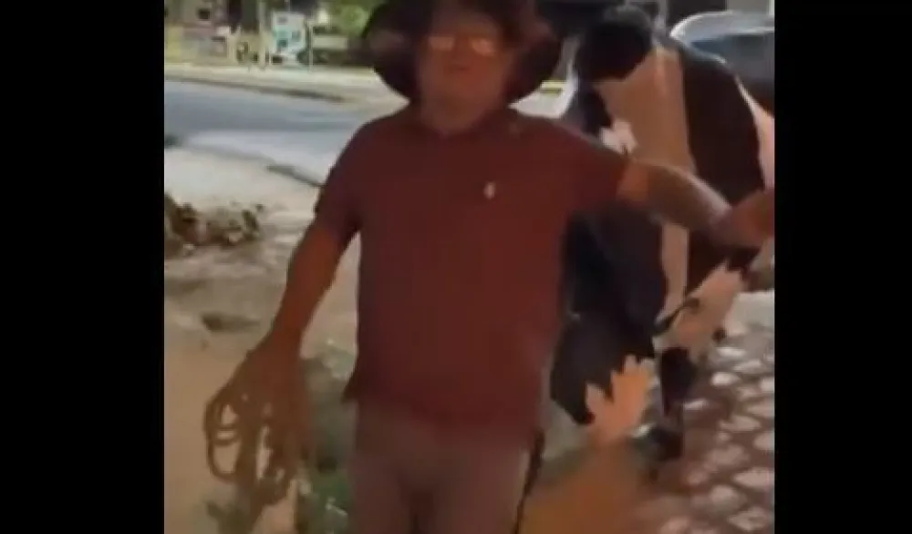 (VIDEO) Bik usmjeravao pijanog vlasnika prema kući