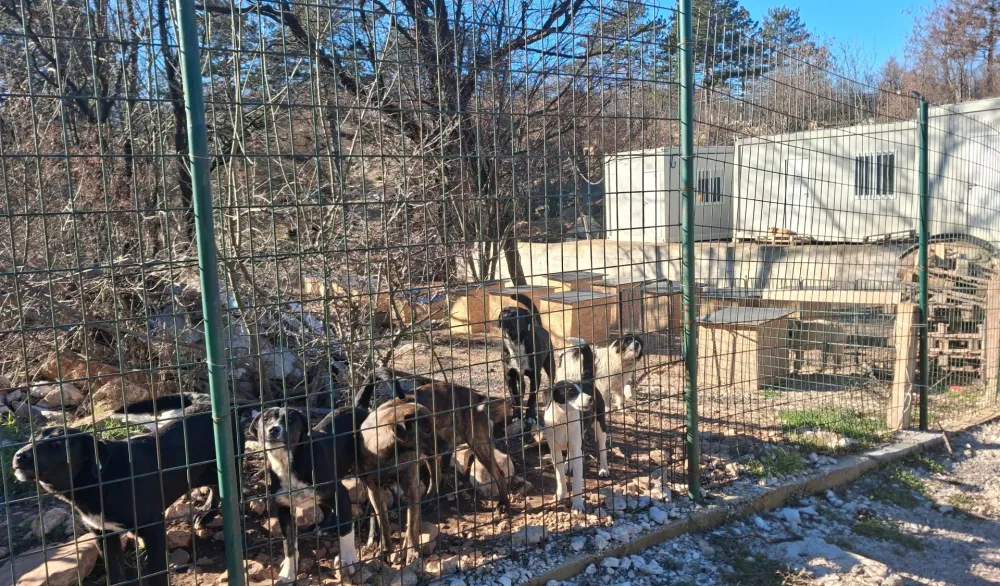 Prihvatili&scaron;te za napu&scaron;tene životinje u Nik&scaron;iću:&nbsp;Novi dom prona&scaron;lo 20 pasa iz Slobodne zone