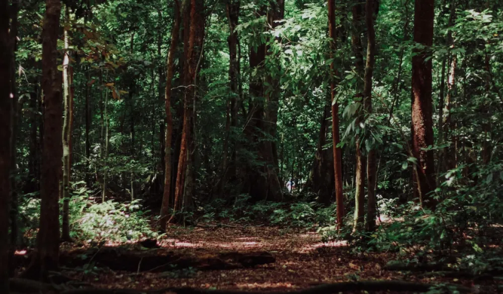 Nadležni nastavljaju radnje u cilju otkrivanja ilegalne sječe