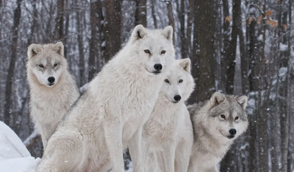 U Finskoj na snagu stupila djelimična dozvola lova na vukove