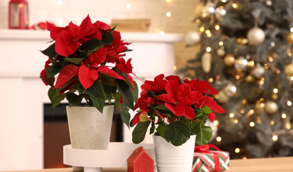 Božićna zvijezda je simbol praznika, a pomoću ovog trika joj možete "produžiti život"