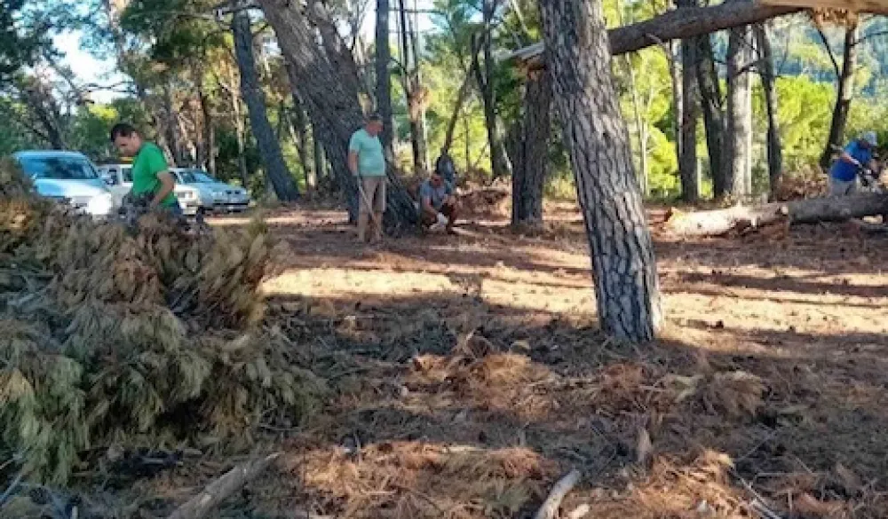 Či&scaron;ćenje borove &scaron;ume u Meterizima