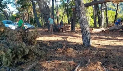 Či&scaron;ćenje borove &scaron;ume u Meterizima