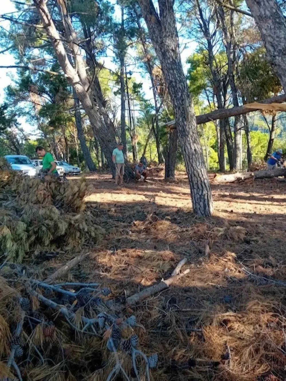 Či&scaron;ćenje borove &scaron;ume u Meterizima