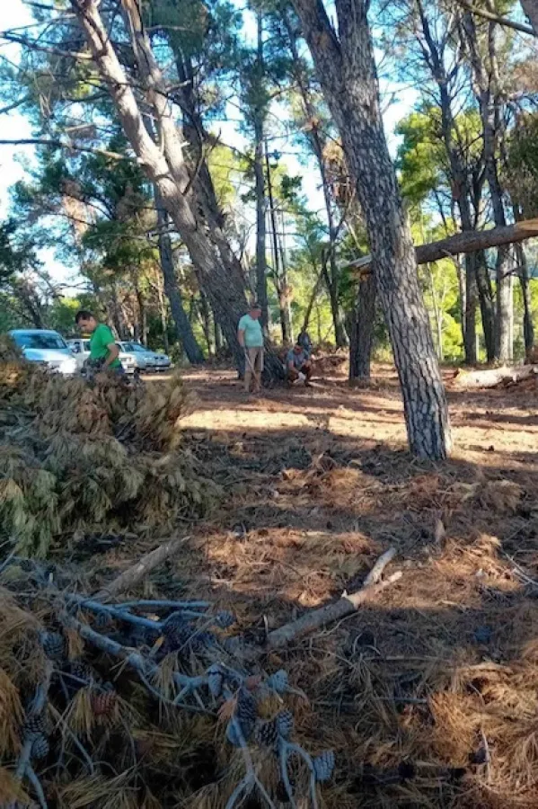 Či&scaron;ćenje borove &scaron;ume u Meterizima