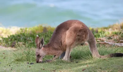 Kengur kućni ljubimac atrakcija na ulicama Bordoa