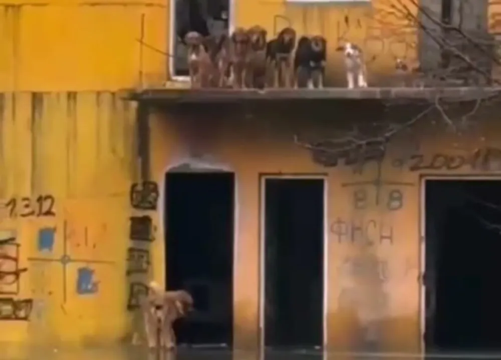 (VIDEO) Akcija za desetku: Djevojke iz Nik&scaron;ića kajakom spasile pse iz poplavljene kuće