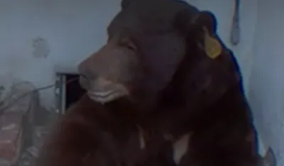 Neočekivani stanar: Medvjed skoro 40 dana živio u podrumu kuće u Los Anđelesu