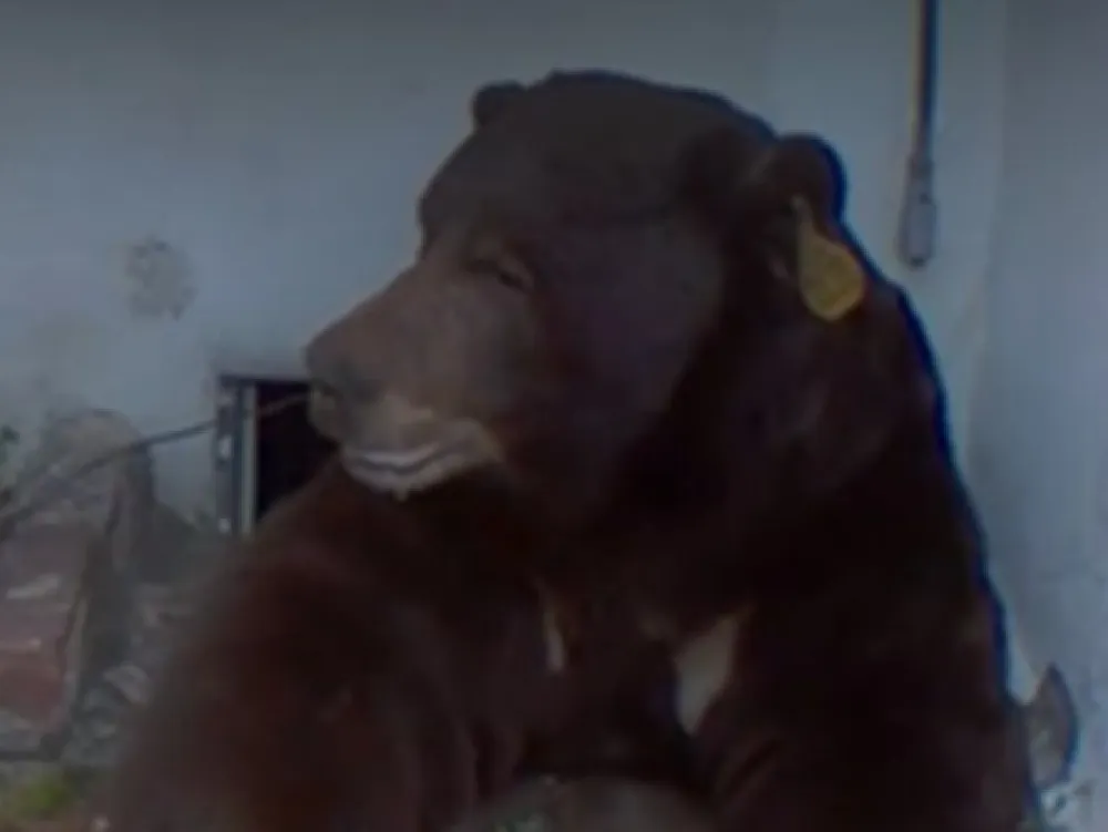 Neočekivani stanar: Medvjed skoro 40 dana živio u podrumu kuće u Los Anđelesu