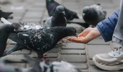 (VIDEO) Policija u Londonu uhapsila ženu jer je hranila golubove