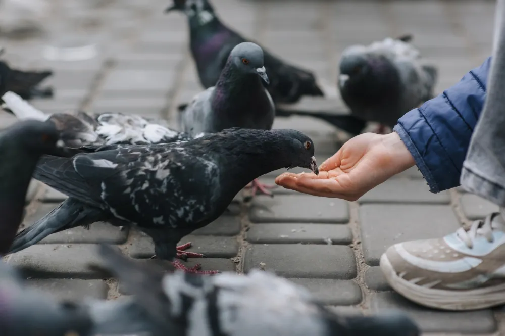(VIDEO) Policija u Londonu uhapsila ženu jer je hranila golubove