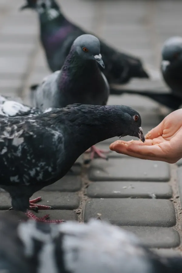 (VIDEO) Policija u Londonu uhapsila ženu jer je hranila golubove
