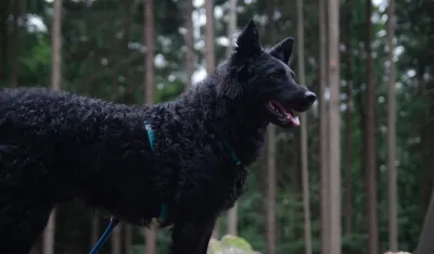 Hrvatski ovčar postao nematerijalno kulturno dobro