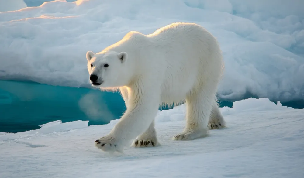 (FOTO) Nevjerovatna slika koja je obi&scaron;la svijet: Polarni medved na leđima kita