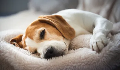 Veterinarka otkrila znakove umora kod pasa i kako im pomoći