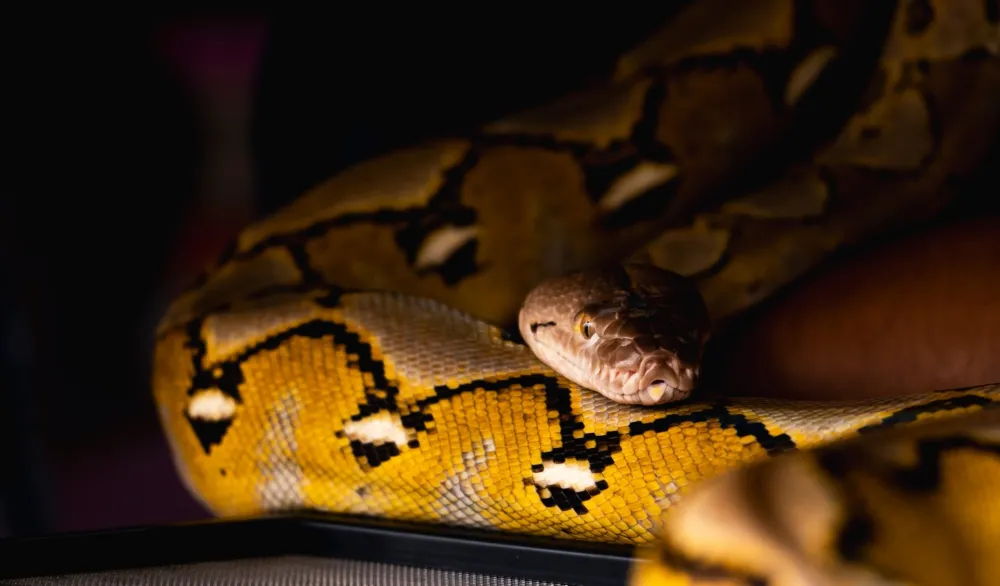 Žena usred sna osjetila teret na grupima, umjesto psa dočekao je piton
