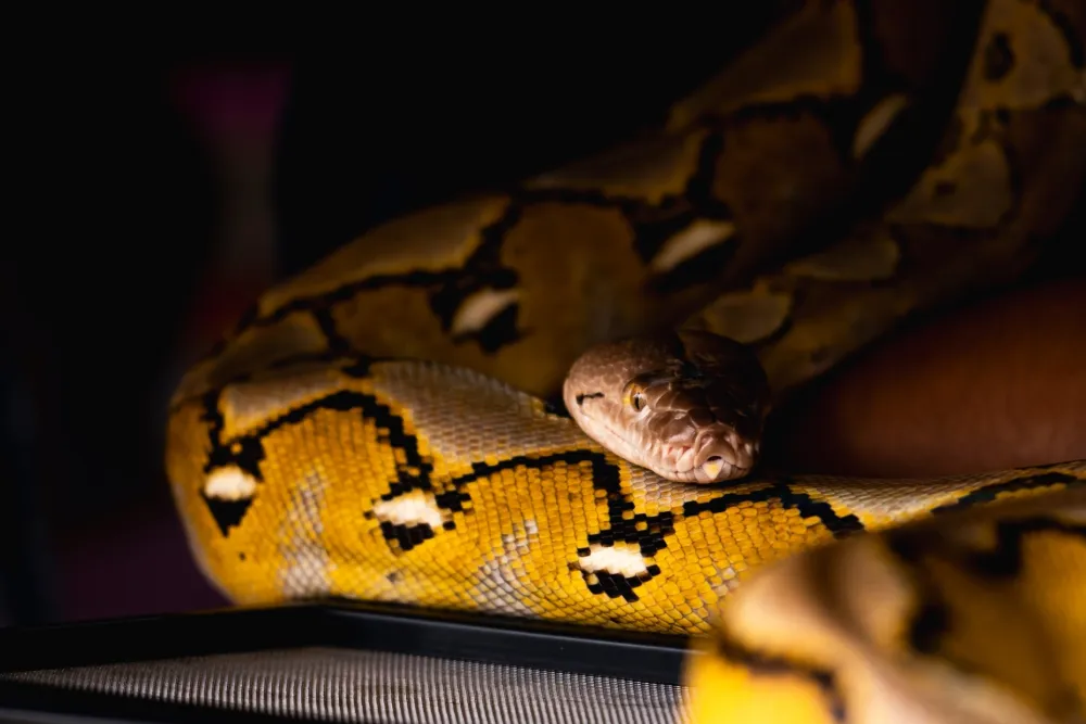 Žena usred sna osjetila teret na grupima, umjesto psa dočekao je piton