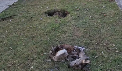 Ostaci ubijene srne ostavljeni blizu nik&scaron;ićke bolnice