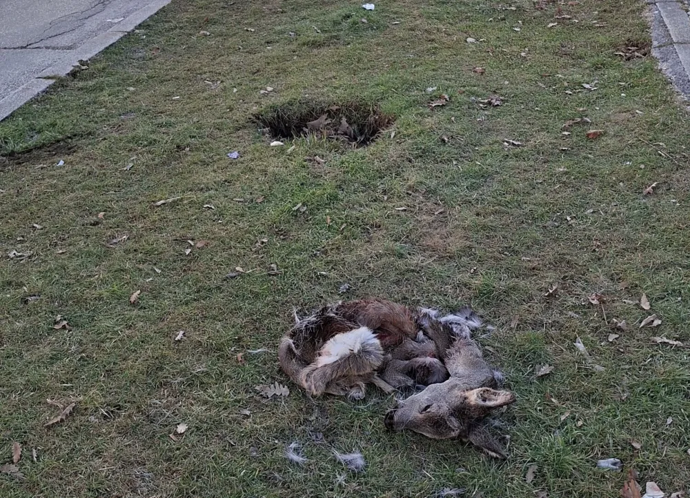 Ostaci ubijene srne ostavljeni blizu nik&scaron;ićke bolnice