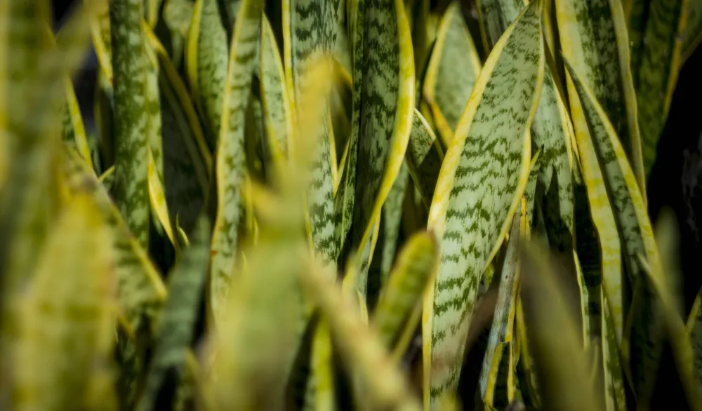 Sanseveria biljka koja hladi prostor