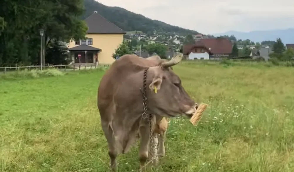 Veronika, pametna krava koja je zbunila naučnike