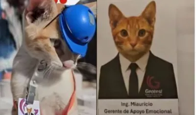 Firma zaposlila mačka kao "menadžera za emocionalnu podr&scaron;ku", dobio i uniformu