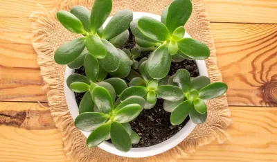 Imate drvo novca u kući? Evo kako da vam donese jo&scaron; vi&scaron;e sreće