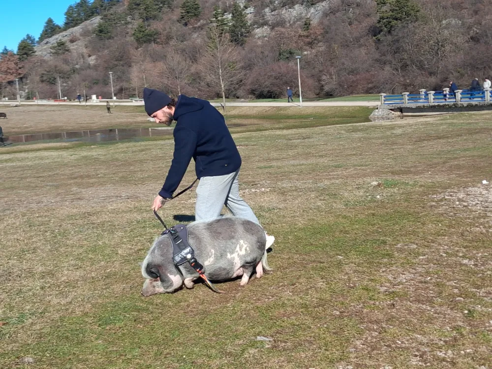 Nesvakida&scaron;nji kućni ljubimac na &scaron;etali&scaron;tu pod Trebjesom: Vijetnamsko krme &scaron;eta na povocu
