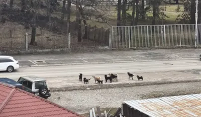 U Beranama čopori pasa lutalica &scaron;ire strah i prave haos