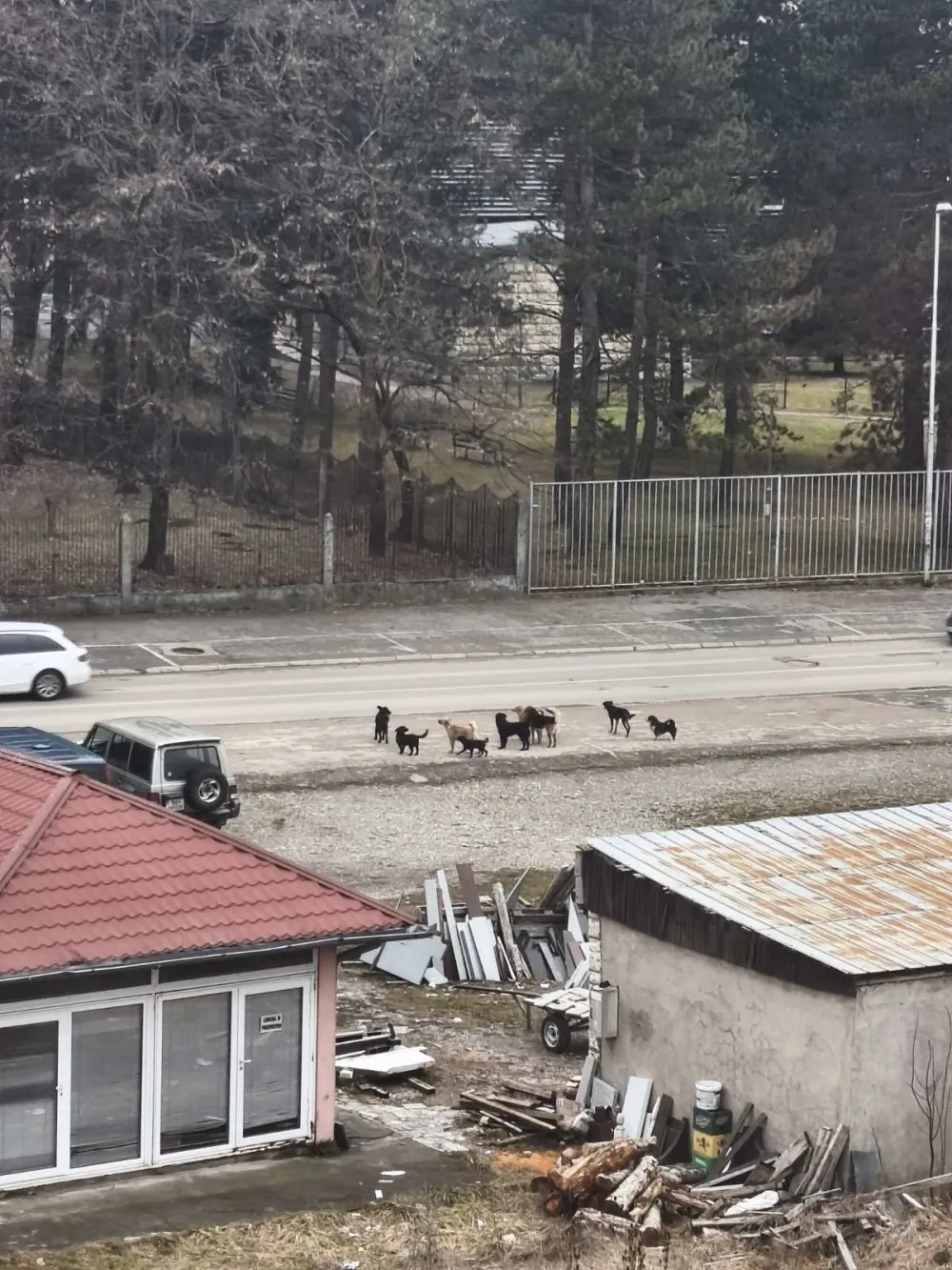 U Beranama čopori pasa lutalica &scaron;ire strah i prave haos