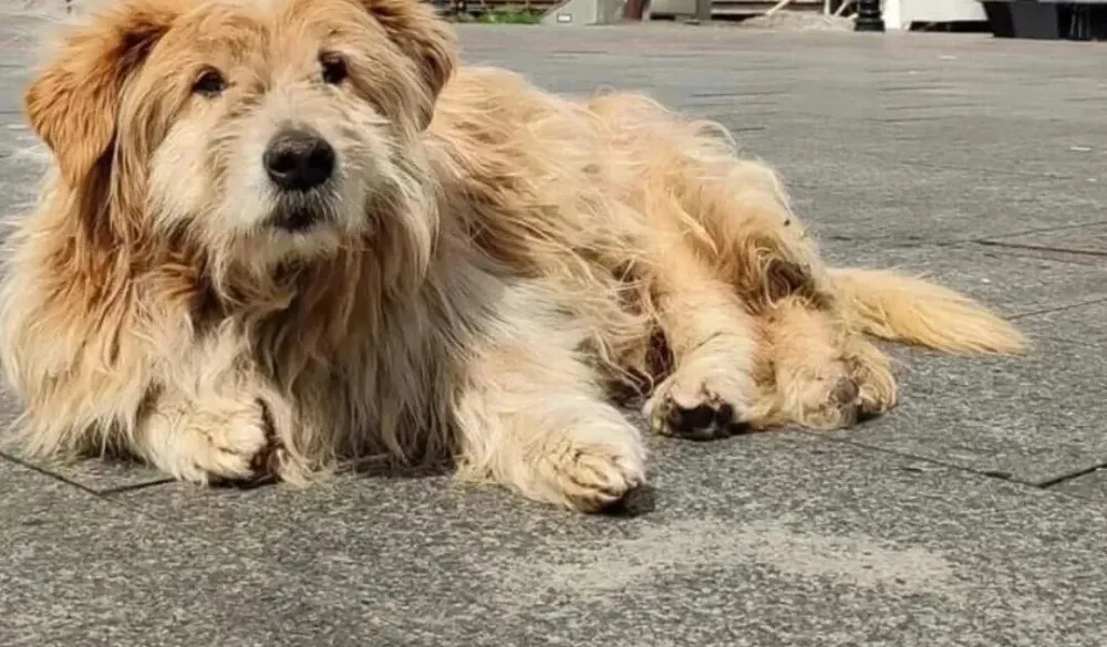 Pljevlja ostala bez Laza &ndash; najvjernijeg čuvara grada