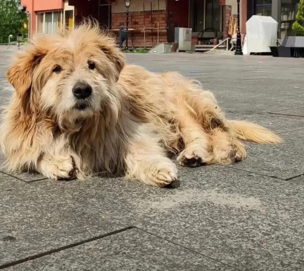 Pljevlja ostala bez Laza &ndash; najvjernijeg čuvara grada